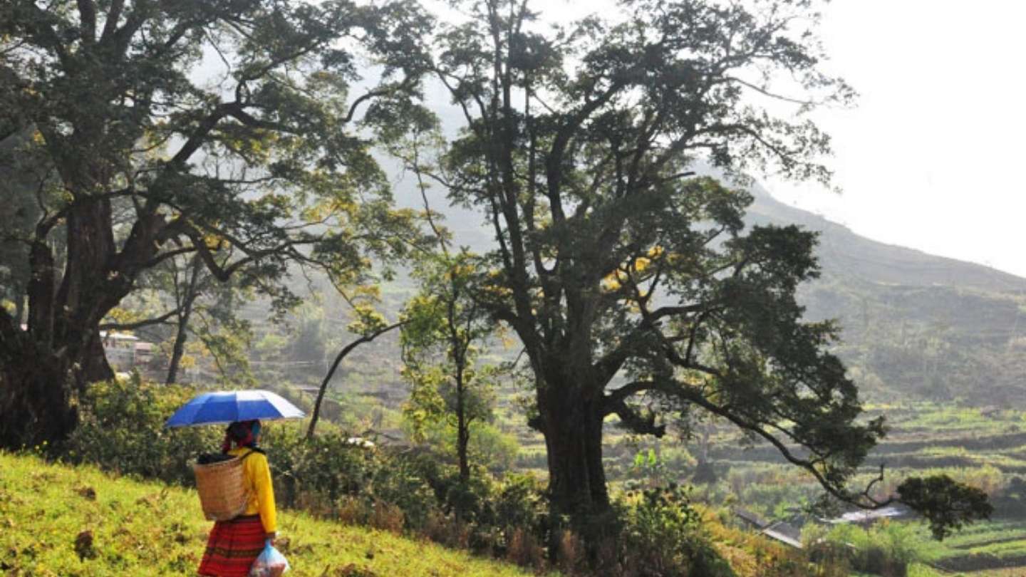 Thien Huong Village has ancient banana trees