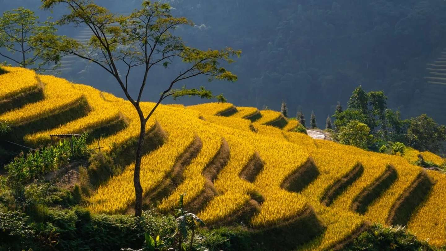 Beautiful mountain backdrop surrounding Hoang Su Phi Rice Fields