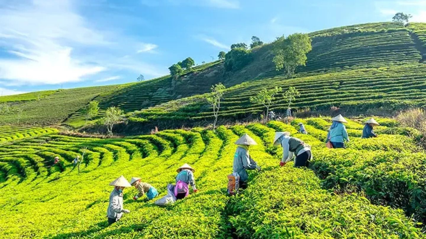 Majestic peak of Tay Con Linh Mountain during the day