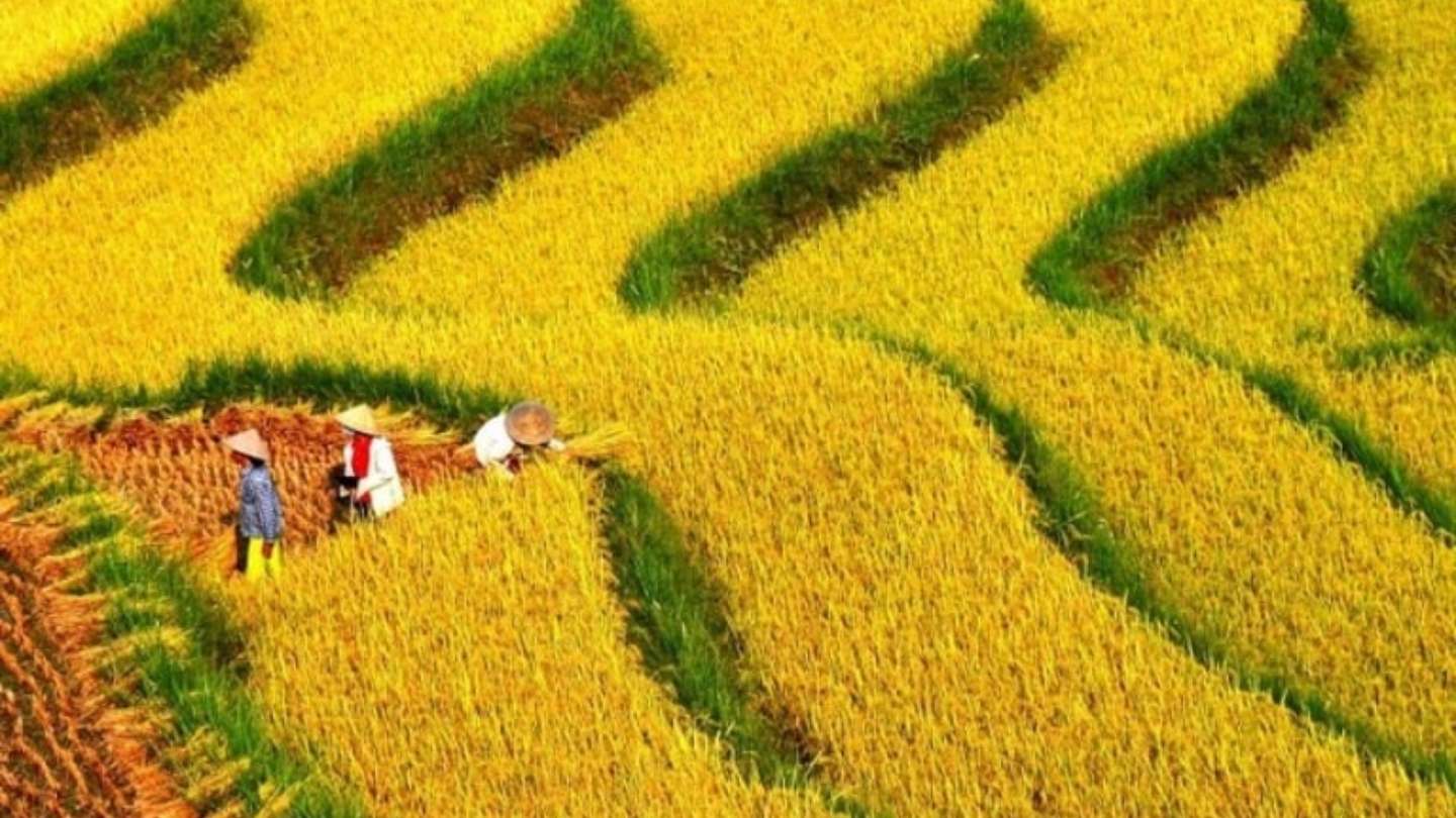 Hoang Su Phi Rice terraced Fields with vibrant green terraces