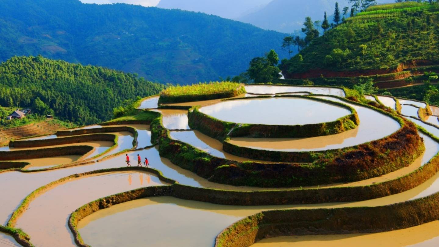 Aerial view of Hoang Su Phi Rice Fields in Vietnam