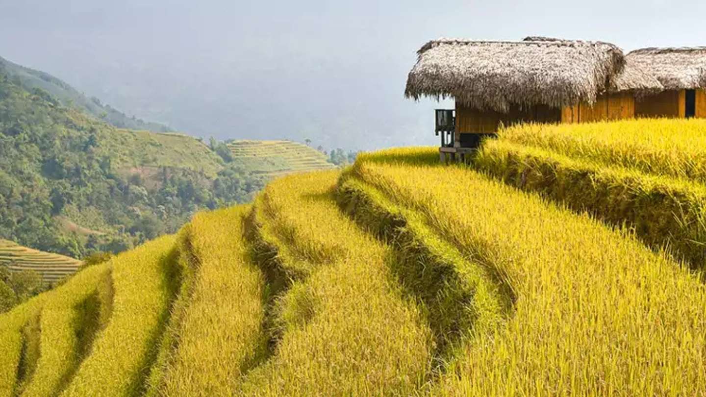 Stunning landscape of Hoang Su Phi Rice Fields at sunset