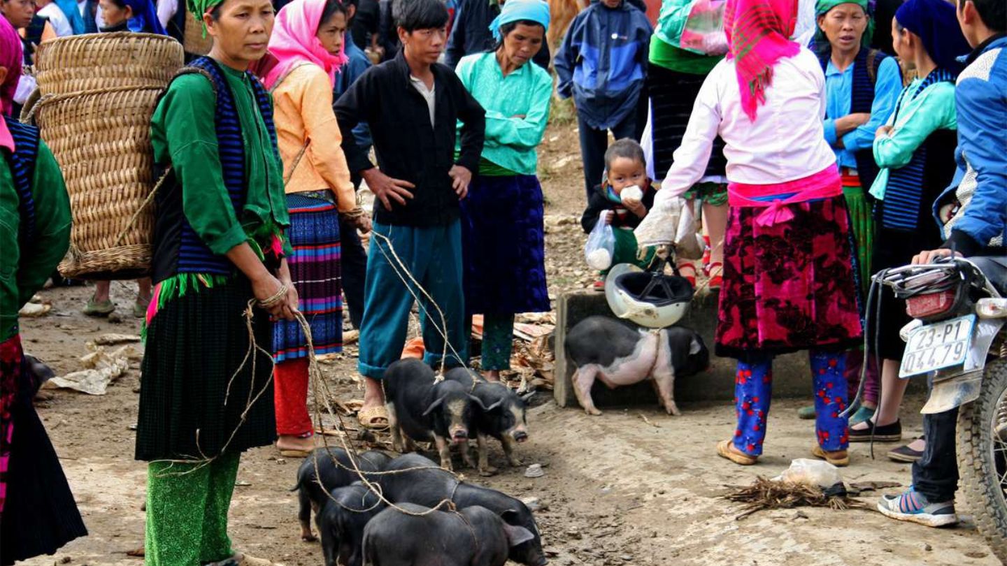 The cattle market in Meo Vac Market