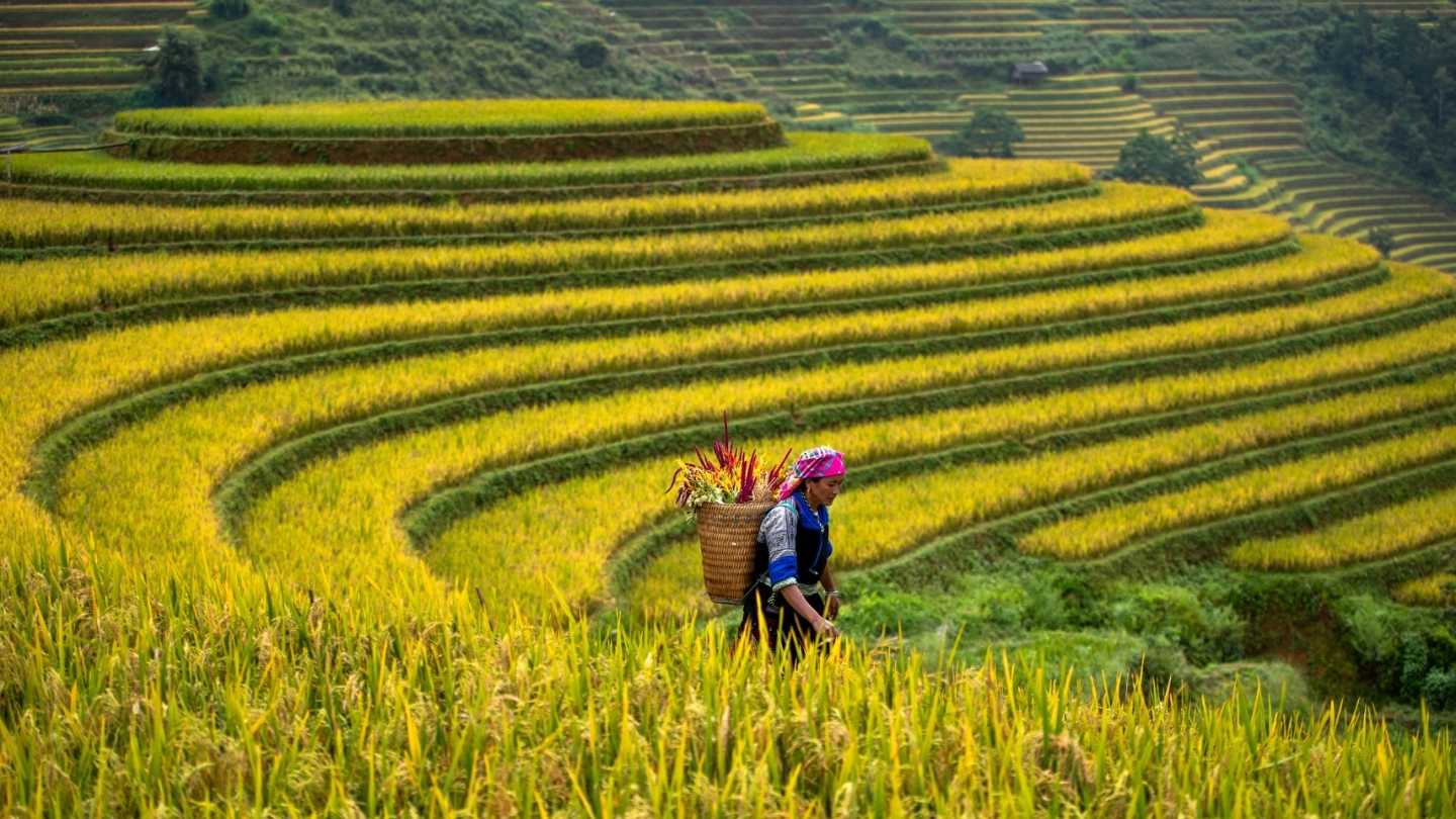 Experience the peaceful charm of Ha Giang Rice Fields