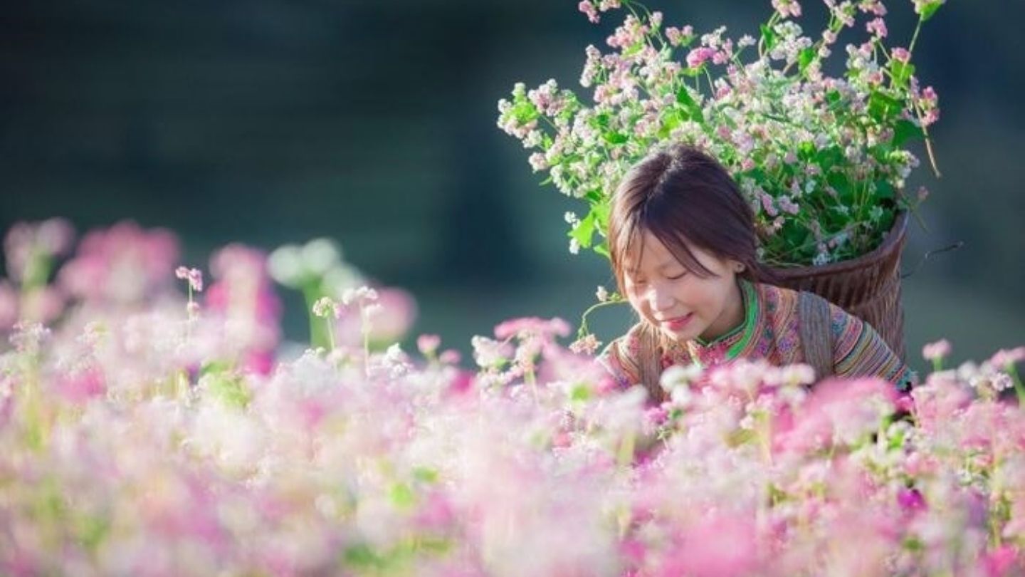 Hoang Su Phi’s buckwheat flowers bloom beautifully