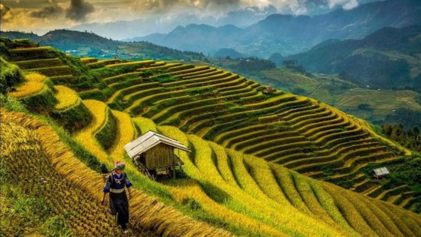 Wander Through the Stunning Terraced Fields