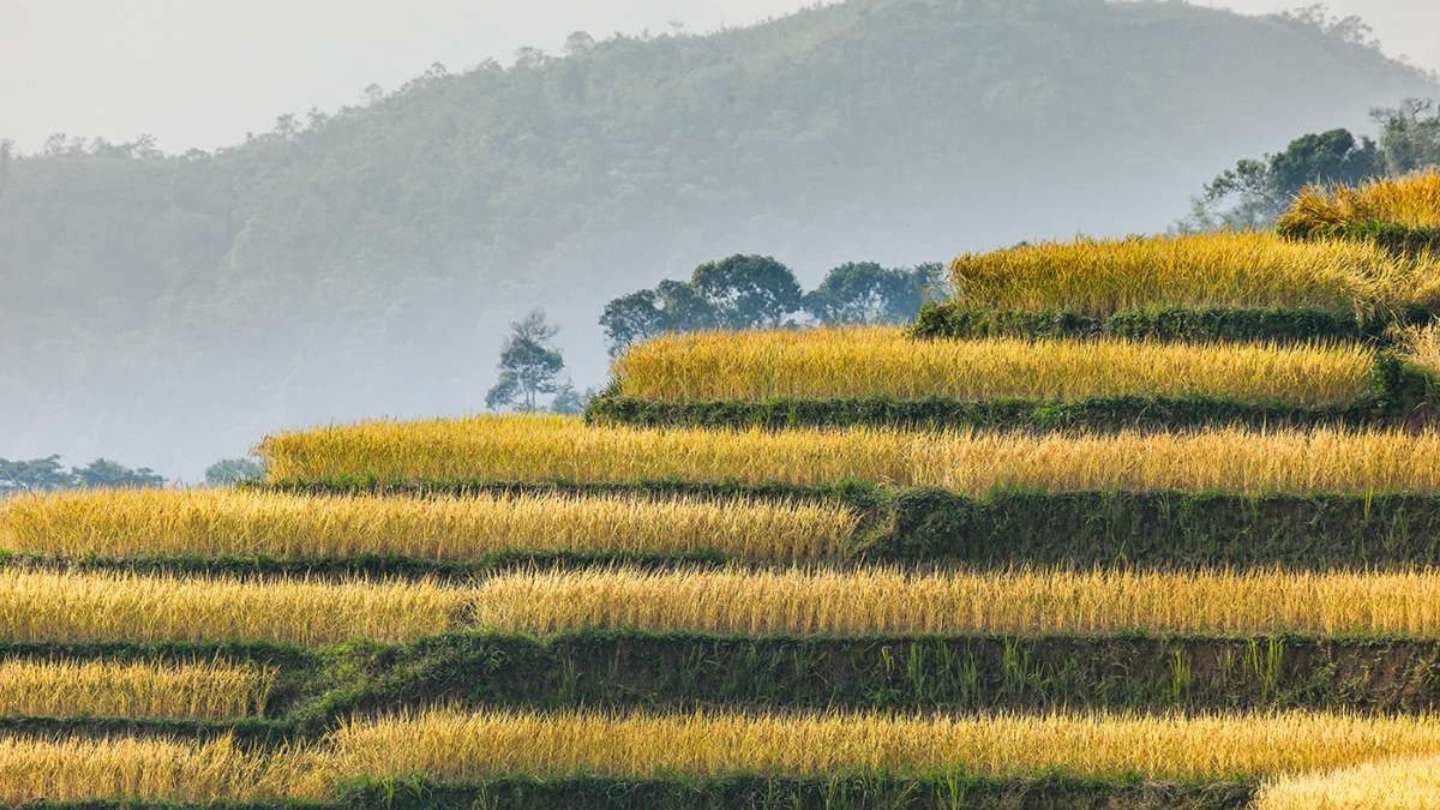 Beautiful mountain backdrop surrounding Hoang Su Phi Rice Fields