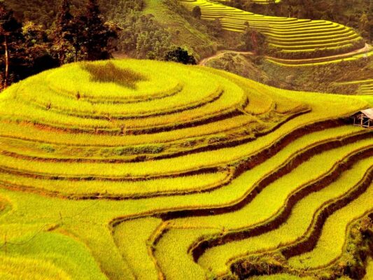 Hoang Su Phi rice terraced fields