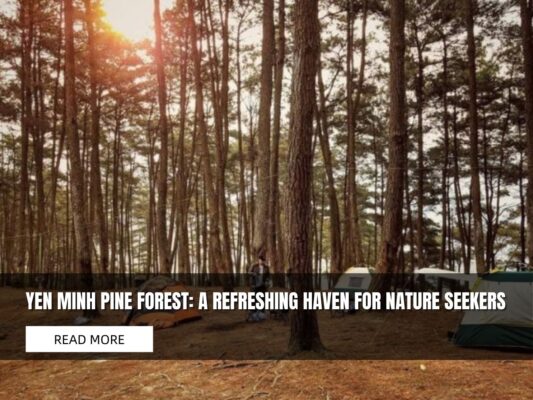 Yen Minh Pine Forest for nature lovers