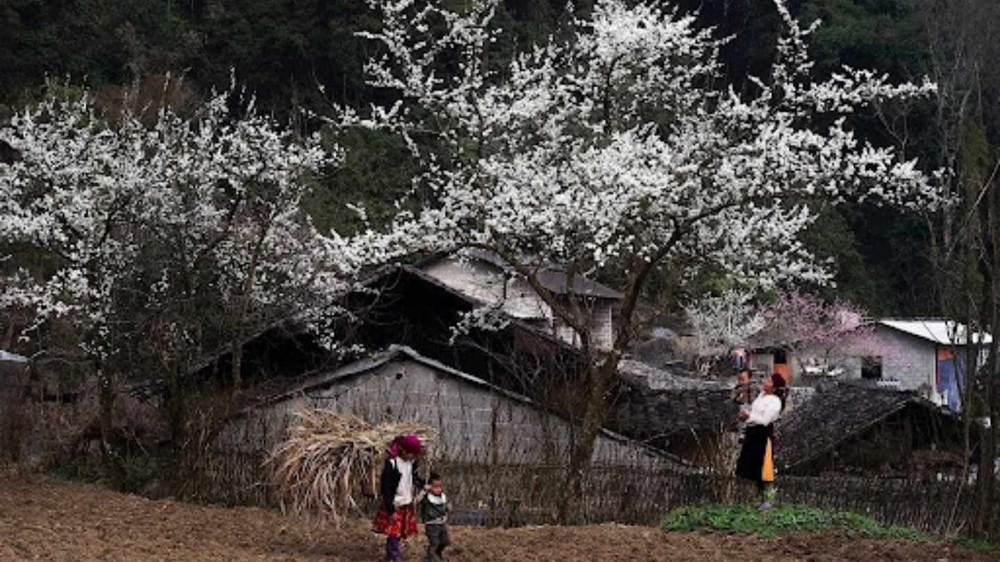 Ha Giang Loop March features vibrant natural beauty