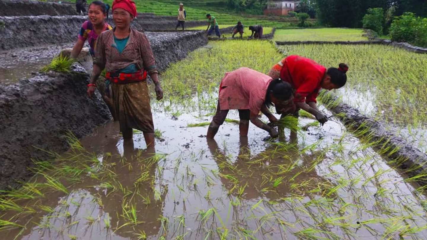 Ha Giang Loop June offers lush landscapes