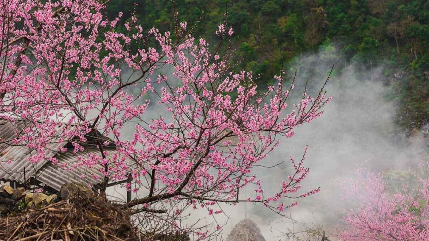 Discover Ha Giang Loop best time of year magic