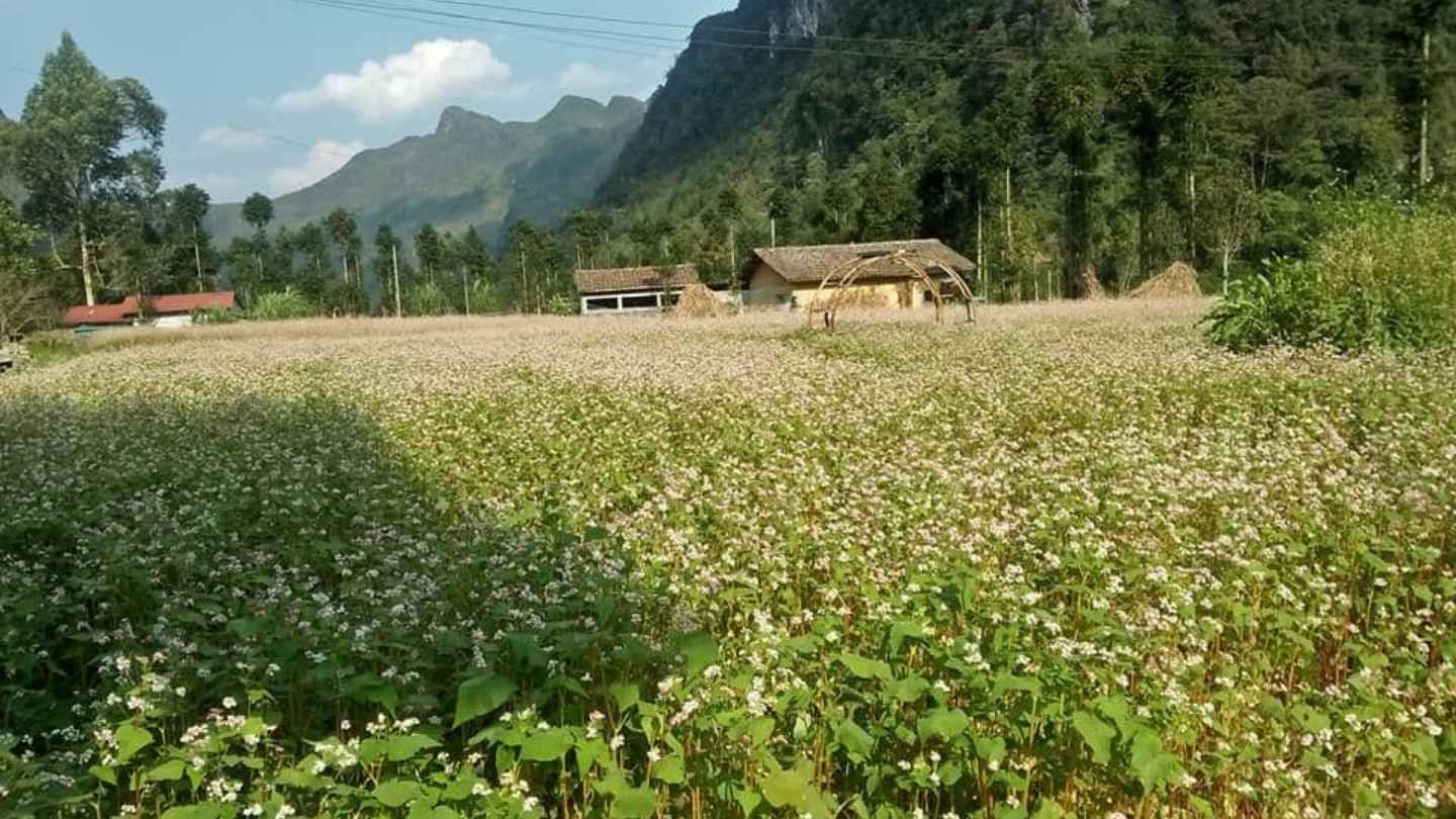 Ha Giang Loop August provides unforgettable road trip experiences