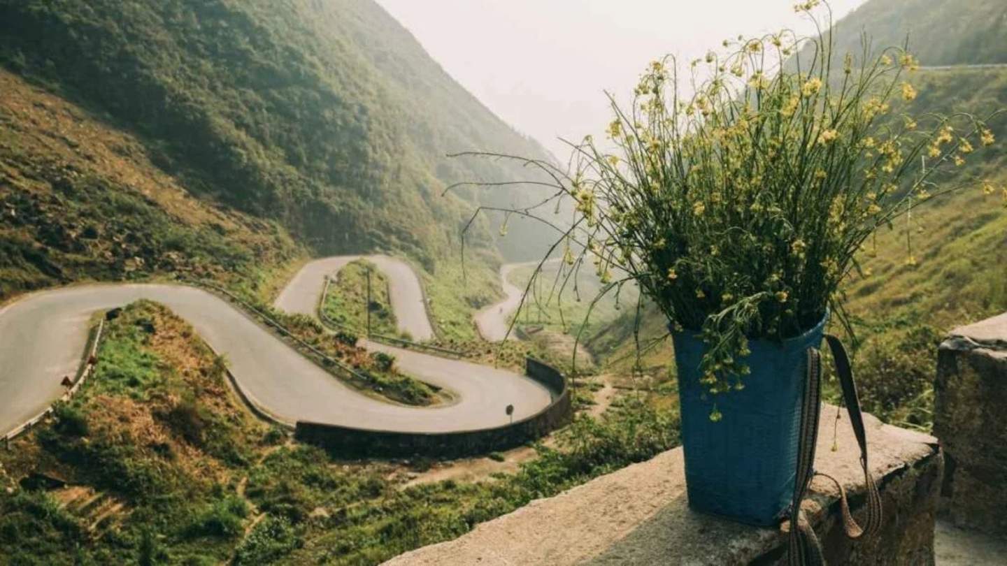 Ha Giang Loop October showcases vibrant buckwheat flowers