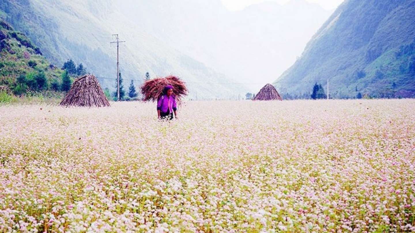 Experience the beauty of Ha Giang Loop in February