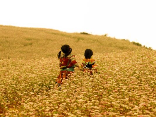 Explore the golden fields during Ha Giang Loop October