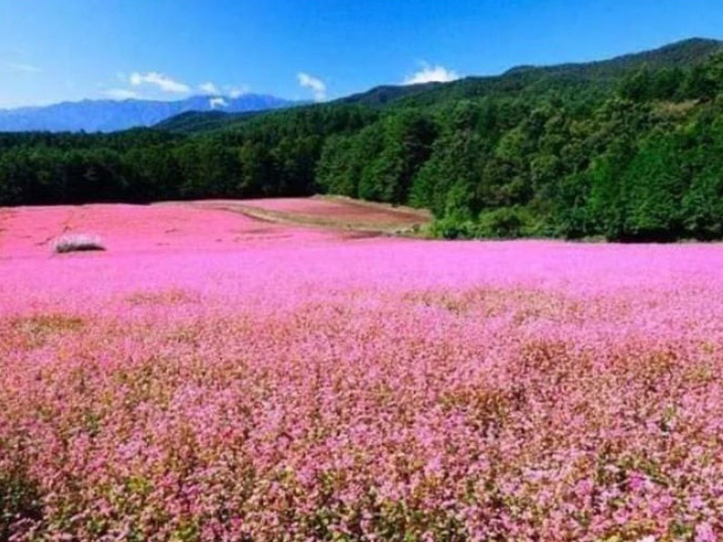 feature Ha Giang Buckwheat Flower Festival | Ha Giang Nomad