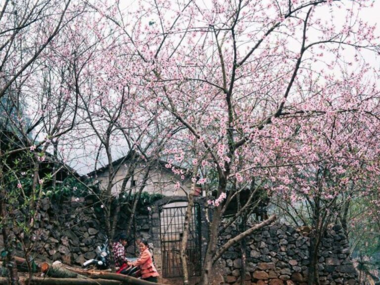 feature Ha Giang In January | Ha Giang Nomad